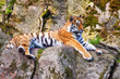 tiger relaxing