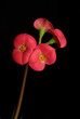 red flower
