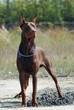 happy doberman digging