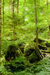 Foto: Zauberwald Zauberwald