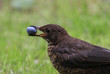 Amsel