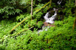 rauschen im Walde