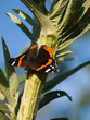 Butterfly 1