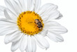 fly on daisy