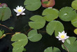 Lotus flower , water lily