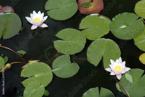 Photo: Lotus flower , water lily Lotus flower , water lily