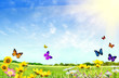 Photo: Flowery field Flowery field