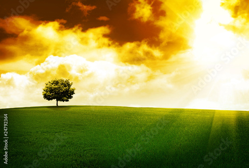 Photo: Sunset tree Sunset tree