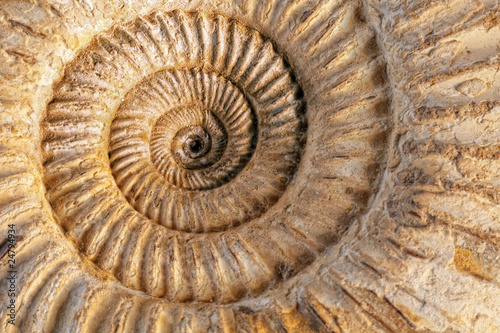 Foto: Ammonite closeup Ammonite closeup