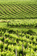 Endless vine rows