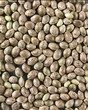 Hemp seed