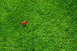 green grass pink ball