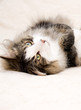 gatto Norvegese delle Foreste