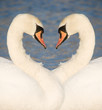 Two swans