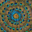 Mandala Pfau