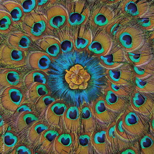 Photo: Mandala Pfau Mandala Pfau