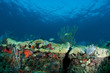 Coral Ledge Compostion