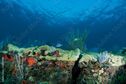 Photo: Coral Ledge Compostion Coral Ledge Compostion