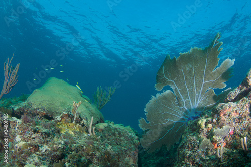 Photo: Coral Reef Composition Coral Reef Composition