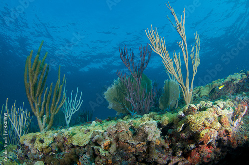 Photo: Coral Ledge Compostion Coral Ledge Compostion