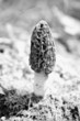 canvas print picture Morel Mushroom