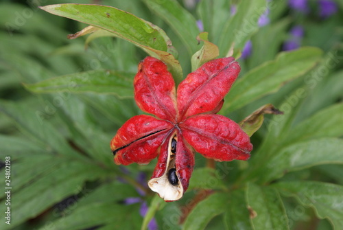 Photo: flower flower