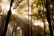 Sunrise in a forest