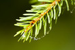 Pine tree