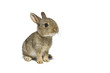 Wildkaninchen (Oryctolagus cuniculus)