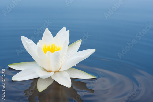 Photo: white lilly on lake white lilly on lake