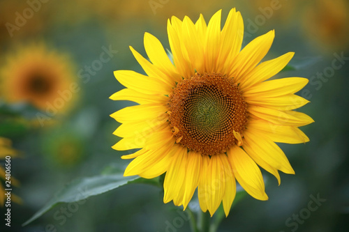 Photo: sunflower sunflower