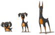 Three Doberman Pinschers.