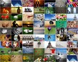 collage