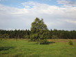 Foto: Birke im Hochmoor Birke im Hochmoor