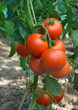 tomato tomato