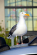 Seagull