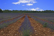 Lavendel Lavendula