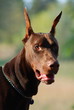 Brown doberman dog portrait