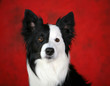 Head shot of a Border Collie