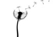 Pusteblume