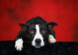 Depressed Dog