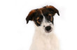 Terrier Puppy Headshot