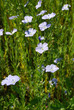 Fleurs de lin
