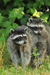 Raccoon parent and kid