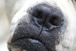 Foto: Hundegesicht Hundegesicht
