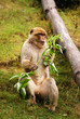 Foto: Berberaffe Berberaffe
