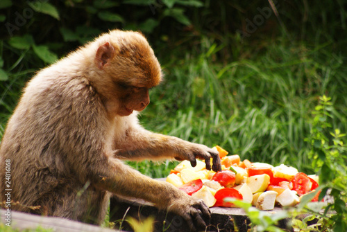 Foto: hungriger Affe hungriger Affe