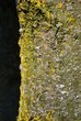 Bark background texture