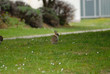 Lapin