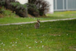 Lapin